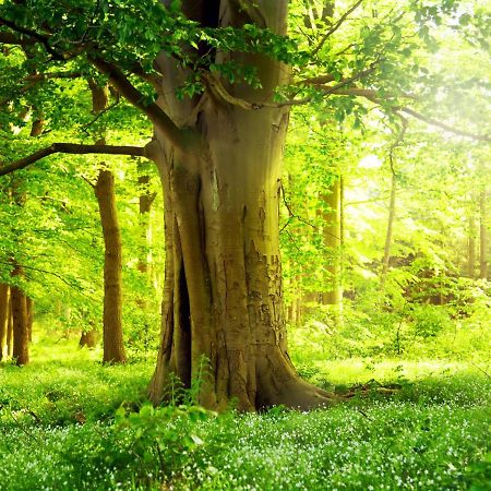 Ferienwohnung Am Weltnaturerbe Grumsin Ziehten 외부 사진