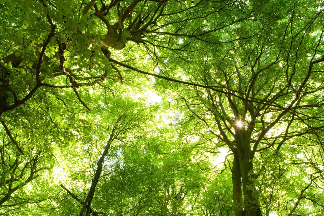 Ferienwohnung Am Weltnaturerbe Grumsin Ziehten 외부 사진