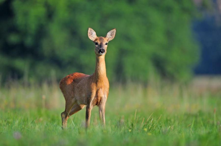 Ferienwohnung Am Weltnaturerbe Grumsin Ziehten 외부 사진