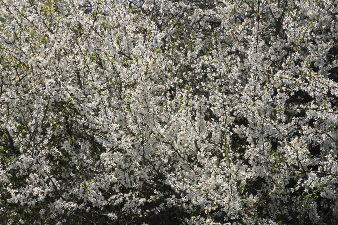 Ferienwohnung Am Weltnaturerbe Grumsin Ziehten 외부 사진