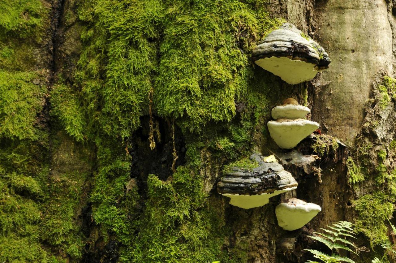 Ferienwohnung Am Weltnaturerbe Grumsin Ziehten 외부 사진