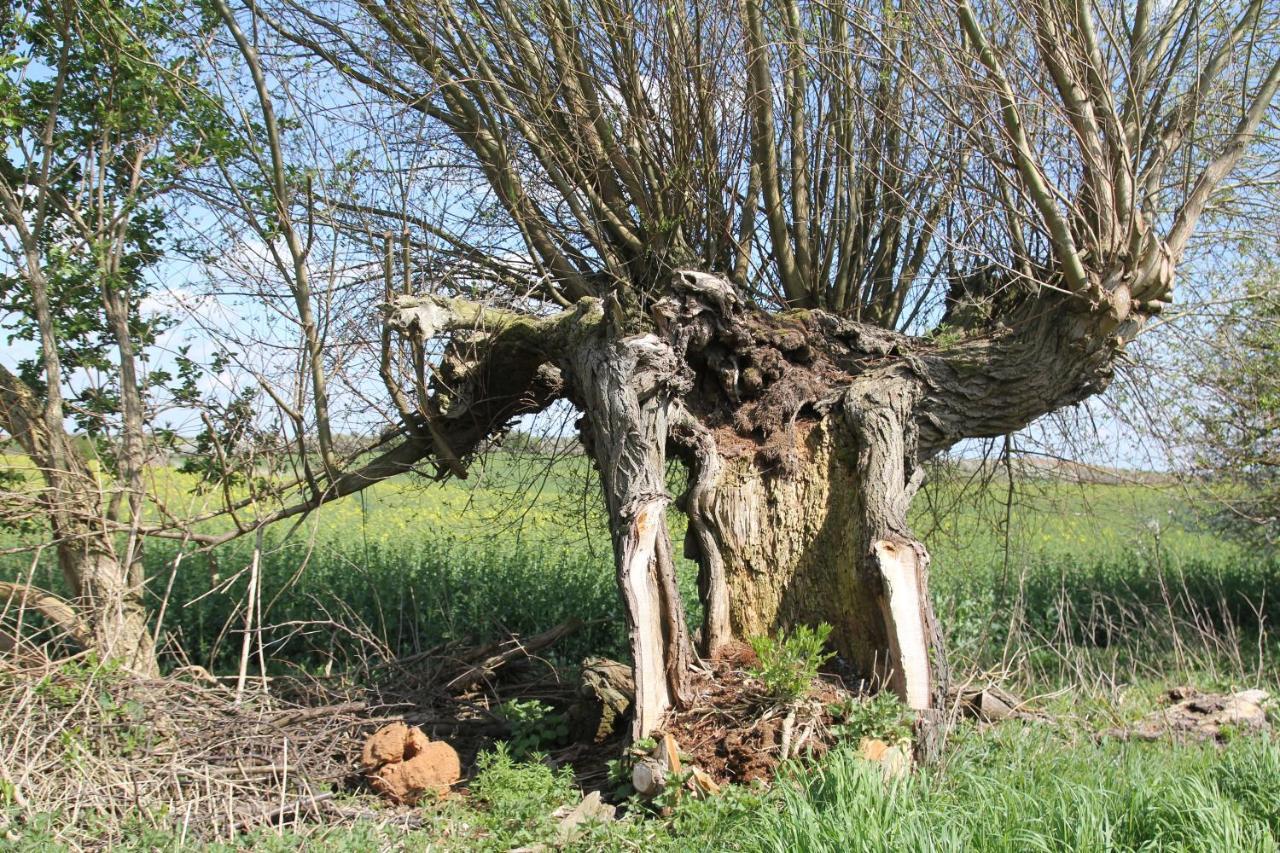 Ferienwohnung Am Weltnaturerbe Grumsin Ziehten 외부 사진